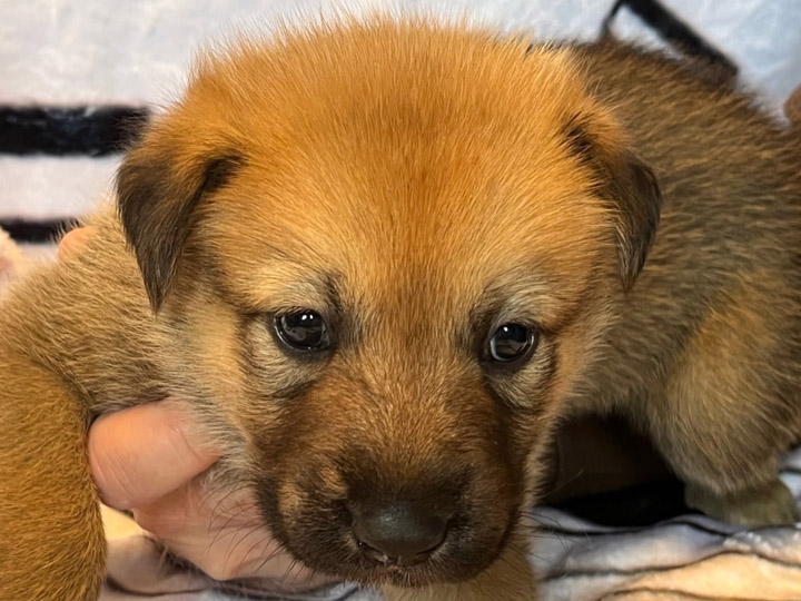 chinook puppy